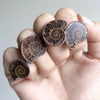 Three ammonite fossils held in a hand against a neutral background